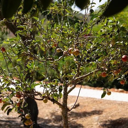 Casa Shani Βίλα Barão de São Miguel