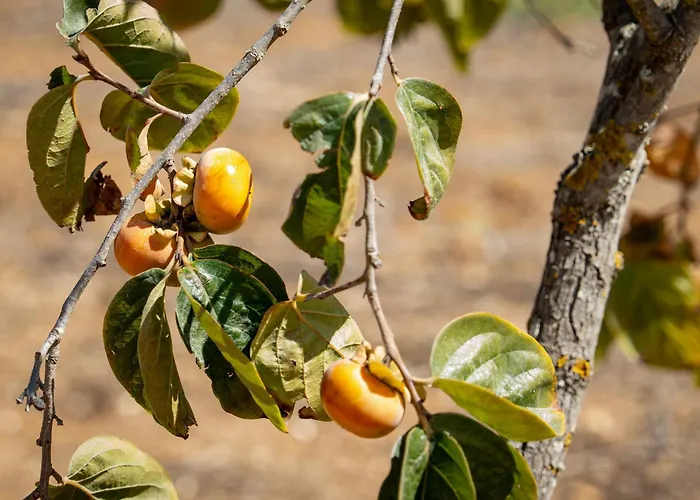 Casa Shani Barão de São Miguel